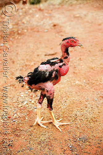 plucked chicken walking, chicken, featherless, plucked, poultry