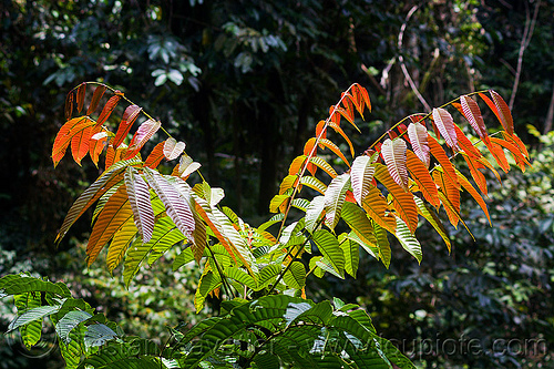 pometia pinnata plant (borneo), borneo, fijian longan, gunung mulu national park, island lychee, jungle, langsir, leaves, malaysia, plants, pometia pinnata, rain forest, sapindaceae