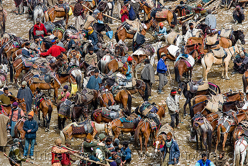ponies and load bearers - amarnath yatra (pilgrimage) - kashmir, amarnath yatra, crowd, hindu pilgrimage, horses, kashmir, kashmiris, pilgrims, ponies, pony station