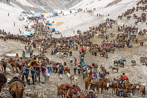 ponies and load bearers - amarnath yatra (pilgrimage) - kashmir, amarnath yatra, crowd, hindu pilgrimage, horses, kashmir, kashmiris, load bearers, mountains, pilgrims, ponies, pony station, snow, tente, valley, wallahs