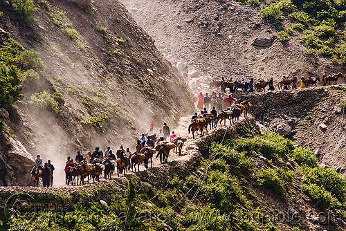 ponies and pilgrims on the trail - amarnath yatra (pilgrimage) - kashmir, amarnath yatra, caravan, crowd, hindu pilgrimage, horseback riding, horses, kashmir, kashmiris, mountain trail, mountains, pilgrims, ponies, switch-backs