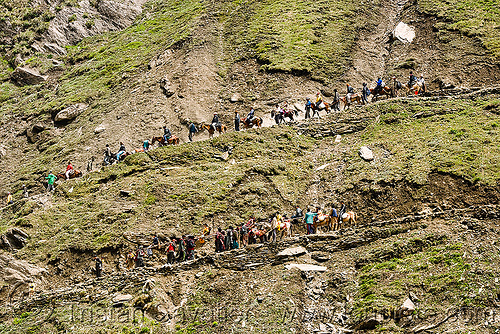 ponies and pilgrims on the trail - amarnath yatra (pilgrimage) - kashmir, amarnath yatra, caravan, hindu pilgrimage, horseback riding, horses, ind, kashmir, kashmiris, mountain trail, mountains, pilgrims, ponies