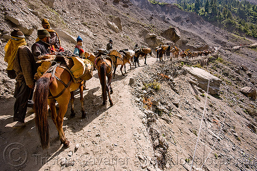 ponies and pilgrims on the trail - amarnath yatra (pilgrimage) - kashmir, amarnath yatra, caravan, crowd, hindu pilgrimage, horseback riding, horses, kashmir, kashmiris, mountain trail, mountains, pilgrims, ponies