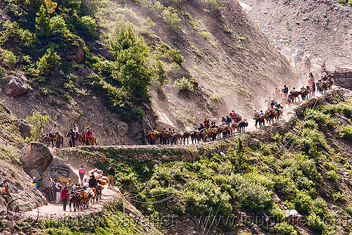 ponies and pilgrims on the trail - amarnath yatra (pilgrimage) - kashmir, amarnath yatra, caravan, crowd, hindu pilgrimage, horseback riding, horses, kashmir, kashmiris, mountain trail, mountains, pilgrims, ponies
