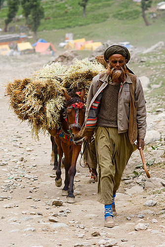 pony-man and his pony with a load of hay - amarnath yatra (pilgrimage) - kashmir, amarnath yatra, beard, hay, hiking, hindu pilgrimage, kashmir, kashmiri, mountain trail, mountains, old man, pack animal, pack horse, pilgrim, pony-man, trekking