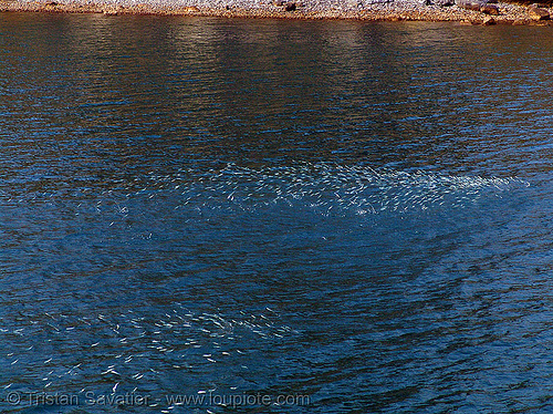 pool of fishes jumping in the air to escape predator - vietnam, cat ba island, cát bà, fish pool, fishes, halong bay, live fish, sea