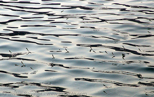 pool of fishes jumping in the air to escape predator - vietnam, cat ba island, cát bà, fish pool, fishes, halong bay, live fish, sea