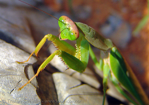 praying mantis close-up, closeup, giant shield mantis, insect, mantis religiosa, mantodea, praying mantid, praying mantis, wildlife