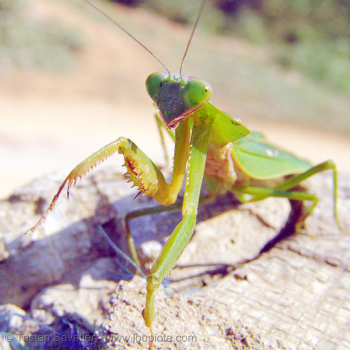 praying mantis - front legs, closeup, giant shield mantis, insect, mantis religiosa, mantodea, praying mantid, praying mantis, wildlife