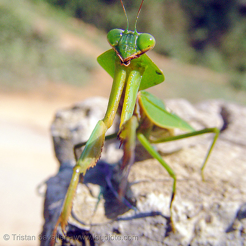 praying mantis on a rock, closeup, giant shield mantis, insect, mantis religiosa, mantodea, praying mantid, praying mantis, wildlife