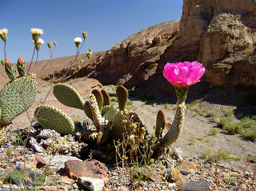 prickly pear flower - opuntia basilaris - desert flower - cactus, beavertail prickly pear, cactus, death valley, flower, opuntia basilaris