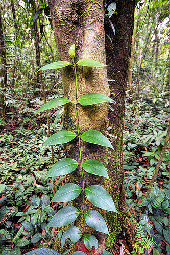 psychotria - creeper vine, borneo, climbing plants, creeper plants, creeper vine, creepers, gunung mulu national park, jungle, malaysia, psychotria, rain forest, rubiaceae, tree trunk