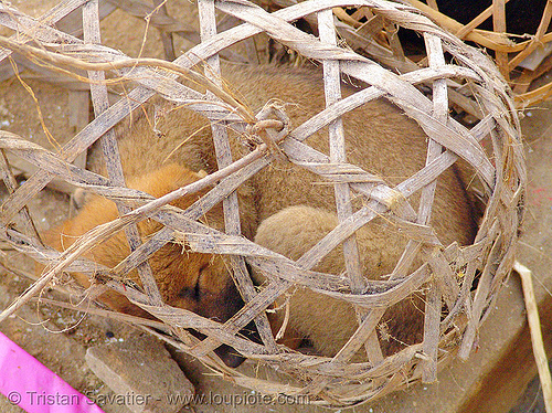 puppy in cage, bamboo cage, cao bằng, dog, puppy