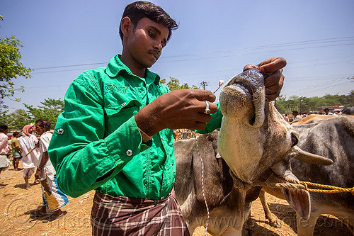 putting rope through cow nose piercing (india), cattle market, cow, leash, rope, west bengal