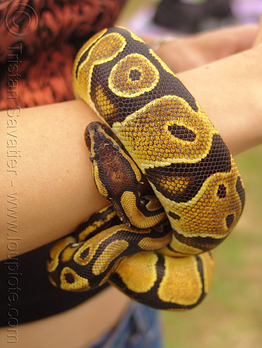python snake pet, coiled, head, pet python, pet snake, python snake