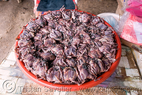 quails - street market (laos), birds, food, meat market, meat shop, poultry, quails, raw meat, street seller
