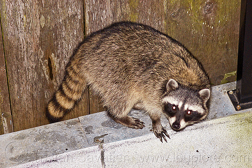 raccoon in my backyard (san francisco), night, nocturnal, procyon lotor, raccoon, urban wildlife