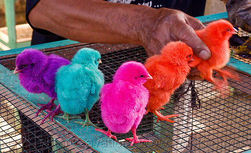 rainbow colored chicks - yogyakarta (java), arm, baby chickens, bird market, birds, colored chicks, colorful, hand, indonesia, jogja, man, poultry, rainbow chicks, rainbow colors, yogyakarta