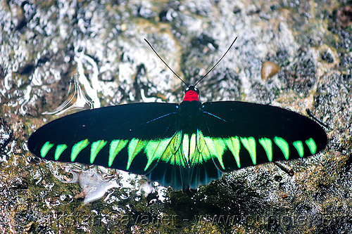 rajah brooke birdwing butterfly, borneo, butterfly, gunung mulu national park, insect, malaysia, rajah brooke birdwing, rajah brooke's birdwing, trogonoptera brookiana, wildlife