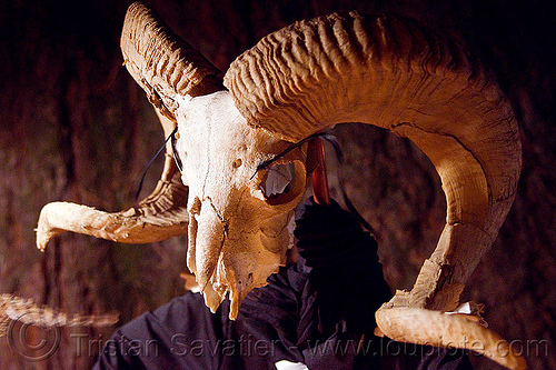 ram skull with big horns, day of the dead, dia de los muertos, goat skull, halloween, night, ram skull