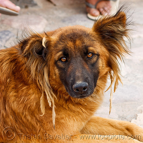 rasta dog with dreadlocks, argentina, dog, dreadlocks, fur, iruya, noroeste argentino, quebrada de humahuaca, rasta