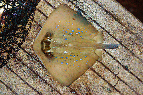 ray fish with blue spots - tail cut, blue spots, borneo, dots, fresh fish, kelambu beach, malaysia, night, raw fish, ray fish