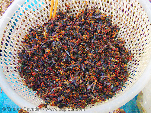 red and black wasps in basket - vietnam, cao bằng, edible bugs, edible insects, entomophagy, food, plastic basket