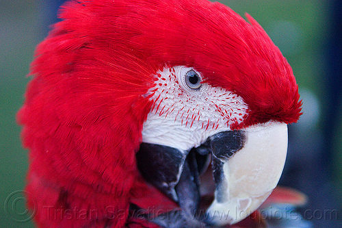 red-and-green macaw parrot head, ara chloropterus, beak, bird, green-winged macao, head, macaw, parrot, psittacidae, red