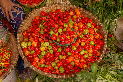 red chili peppers, chili pepper, produce, tana toraja, vegetables