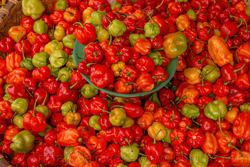 red chili peppers, chili pepper, produce, tana toraja, vegetables