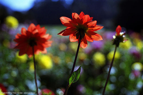 red dahlia flowers with backlight, backlight, dahlia, flower, golden gate park, plants