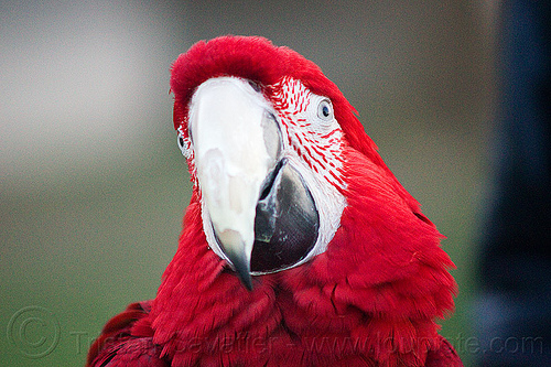 red macaw parrot head, ara chloropterus, beak, bird, green-winged macaw, head, parrot, psittacidae, red-and-green macaw