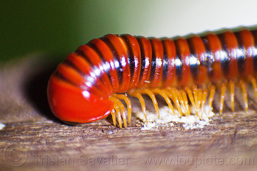 red millipedes close-up (borneo), banded, bands, borneo, brown, closeup, collum, diplopoda, gunung mulu national park, inverted lens macro, island, juliform, malaysia, millipedes, myriapoda, orange, pachybolidae, red, reverse lens macro, southeast asia, spirobolida, striped, stripes, trachelomegalus genus, wildlife, yellow