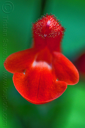 red salvia flower (macro), closeup, inverted lens macro, plants, red flower, reverse lens macro, sage, salvia, trichomes, unidentified plant, wild flower