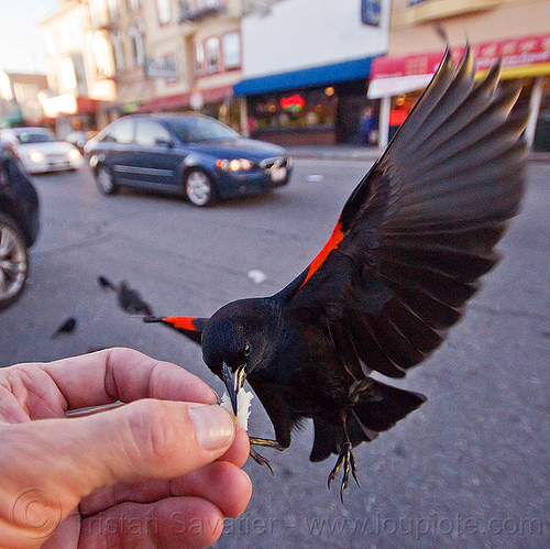 red-winged bicolored blackbird eating from my hand, agelaius phoeniceus gubernator, bicolored blackbird, black bird, bread crumb, eating, feeding, flying, hand, red-winged blackbird, urban wildlife, wild bird