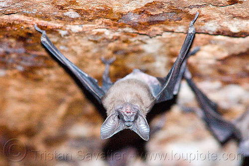 rhinopoma bat hanging from ceiling, bats, cave, ceiling, closeup, ears, hanging, head, mandav, mandu, rhinopoma, sleeping, up-side-down, wildlife