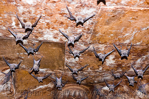 rhinopoma bats hanging from ceiling, bat colony, bats, ceiling, hanging, mandav, mandu, rhinopoma, up-side-down, wildlife