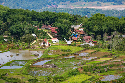 rice fields and toraja village with traditional tongkonan roofs, agriculture, flooded paddies, flooded rice field, flooded rice paddy, landscape, rice fields, rice paddies, rice paddy fields, tana toraja, terrace farming, terrace fields, terraced fields, tongkonan roof, village