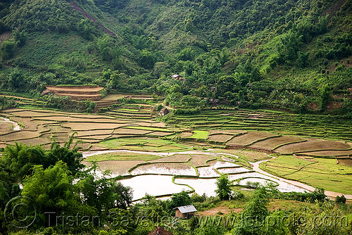 rice fields in nam xam valley (laos), flooded rice field, flooded rice paddy, landscape, rice fields, rice paddies, valley