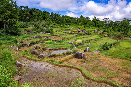 rice fields in tana toraja (sulawesi island, indonesia), agriculture, flooded paddies, flooded rice field, flooded rice paddy, landscape, rice fields, rice paddies, tana toraja, terrace farming, terraced fields