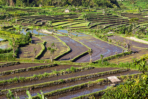 rice fields in terraces (bali), agriculture, bali, landscape, rice fields, rice paddies, rice paddy fields, terrace farming, terraced fields