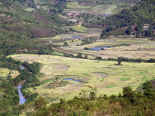 rice fields - terrace farming - vietnam, agriculture, rice paddies, rice paddy fields, terrace farming, terraced fields