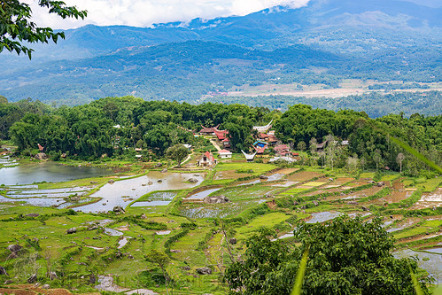 rice paddy fields and toraja village with church and traditional roofs, agriculture, flooded paddies, flooded rice field, flooded rice paddy, landscape, rice fields, rice paddies, rice paddy fields, tana toraja, terrace farming, terrace fields, terraced fields, tongkonan, village