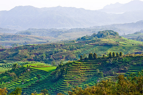 rice paddy fields in flores (indonesia), flores island, landscape, rice fields, rice paddies, terrace farming, terraced fields