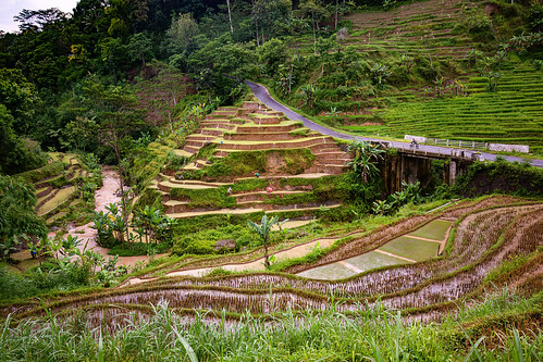 rice paddy fields in terraces, flooded paddies, flooded rice field, flooded rice paddy, landscape, paddy field, rice fields, rice paddies, terrace agriculture, terrace farming, terraced fields