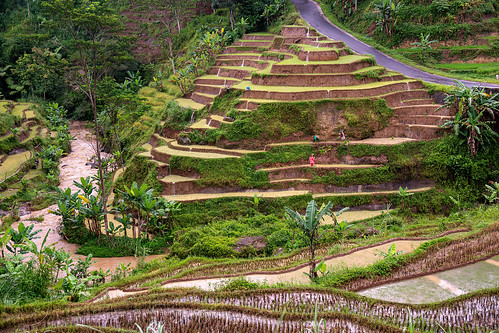 rice paddy fields in terraces (java island, indonesia), flooded paddies, flooded rice field, flooded rice paddy, landscape, paddy field, rice fields, rice paddies, terrace agriculture, terrace farming, terraced fields