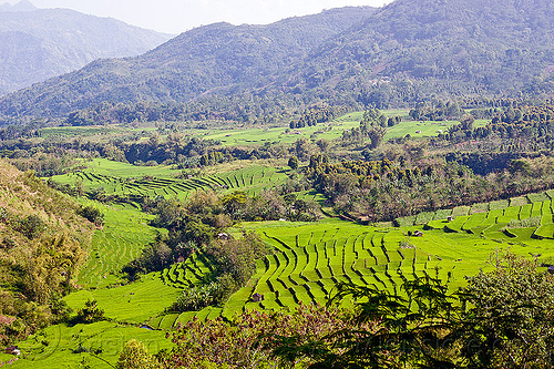 rice paddy fields - terrace farming - flores (indonesia), flores island, landscape, rice fields, rice paddies, rice paddy fields, terrace farming, terraced fields