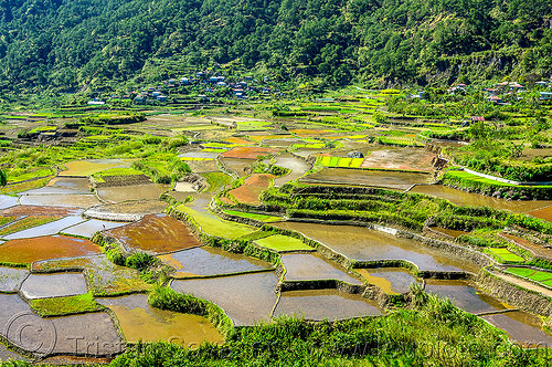 rice terraces - sagada (philippines), agriculture, philippines, rice paddies, rice paddy fields, sagada, terrace farming, terraced fields, valley