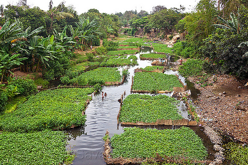 river agriculture - lombok island, agriculture, children, farming, fields, kids, kokok meninting, lombok, meninting river, paddy, riverbed