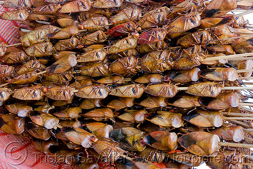 roasted insects on sticks - tessaratomidae (heteroptera), edible bugs, edible insects, entomophagy, food, hemiptera, heteroptera, roasted insects, tessaratomidae, true bugs